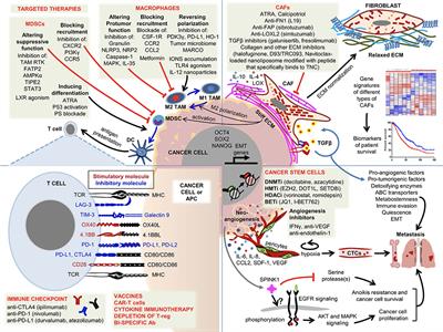 Editorial: The Tumor Microenvironment: Recent Advances and Novel Therapeutic Approaches